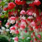 25 Seeds Red & White Weeping Begonia Flowers Beautiful Hanging Basket Plant 25 Seeds Red & White Weeping Begonia Flowers Beautiful Hanging Basket Plant