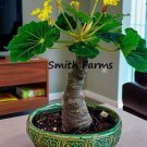 3 Seeds Dwarf Hawaiian Palm Tree Plant Flowers Brighamia insignis 3 Seeds Dwarf Hawaiian Palm Tree Plant Flowers Brighamia insignis