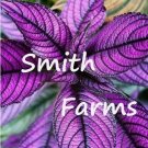 25 Seeds Purple Persian Shield Flowers Beautiful Groundcover Gardening