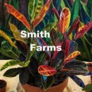 25 Seeds Lauren’s Rainbow Croton Flower Plant Garden 25 Seeds Lauren’s Rainbow Croton Flower Plant Garden