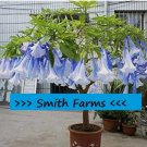 25 Seeds Blue White Angel Trumpet Flowers Brugmansia Datura