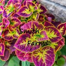 25 Seeds Red Pink Coleus Flower Plant Plectranthus scutellarioides 25 Seeds Red Pink Coleus Flower Plant Plectranthus scutellarioides