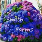 5 Seeds Blue Pink & Purple Hydrangea Seed Flower Perennial 5 Seeds Blue Pink & Purple Hydrangea Seed Flower Perennial