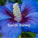 25 Seeds Blue Hibiscus Flowers Garden 25 Seeds Blue Hibiscus Flowers Garden