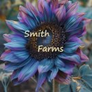 50 Seeds Blue Purple Sunflowers Two-tone Huge Planting Garden Flowers