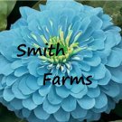50 Seeds Zinnia Flowers Light Blue Color Garden Plants