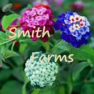 25 Seeds Mixed Colored Lantana Flowers Big Beautiful Blooms Garden 25 Seeds Mixed Colored Lantana Flowers Big Beautiful Blooms Garden