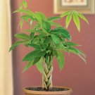 15 seeds Money Tree Plant house plant garden flowers
