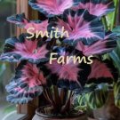 25 Seeds Pink Princess Caladium Flower Garden 25 Seeds Pink Princess Caladium Flower Garden