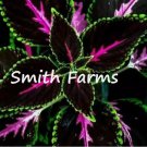 25 Seeds Black Pink Coleus Flowers Garden 25 Seeds Black Pink Coleus Flowers Garden