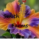 25 Seeds Rainbow Hibiscus Flower Garden Beautiful Colorful Blooms 25 Seeds Rainbow Hibiscus Flower Garden Beautiful Colorful Blooms