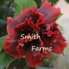 50 Seeds Double Red Hibiscus Hardy Flower Garden Perennial
