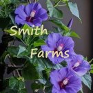 25 Seeds Bluebird Hibiscus Flowers Beautiful Purple Blue Blooms