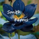 3 Seeds Midnight Lotus Flower Nymphaea Midnight Beauty