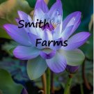 3 Seeds Purple Lavender Lotus Flowers Nymphaea caerulea