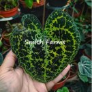 25 Seeds Begonia Melanobullata Flower Plant