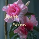 25 Seeds Double Pink Mandevilla Flowers