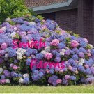 25 Seeds 3 in 1 Hydrangea Flowers Bush Shrub Tree 25 Seeds 3 in 1 Hydrangea Flowers Bush Shrub Tree