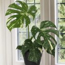 15 Seeds Monstera Thai Constellation house plant garden flowers