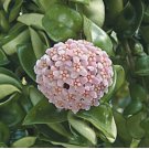 15 Seeds Hindu Rope Plant house plant garden flowers