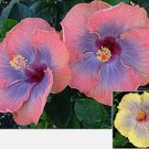 15 Seeds Hibiscus Voodoo Queen house plant garden flowers