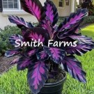 3 Seeds Purple Cane Palm Tree Tropical House Plant