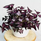 15 Seeds Variegated Purple Shamrock house plant garden flowers 15 Seeds Variegated Purple Shamrock house plant garden flowers