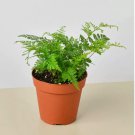 25 Seeds Rabbits Foot Fern Plant Garden