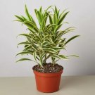 25 Seeds Dracaena Song of India Plant Garden 25 Seeds Dracaena Song of India Plant Garden