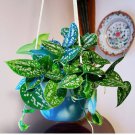 15 Seeds Satin Pothos Argyraeus house plant garden flowers