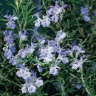 15 Seeds Rosemary Plant Logee Blue house plant garden flowers 15 Seeds Rosemary Plant Logee Blue house plant garden flowers