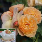 15 Seeds Rose Flavorette house plant garden flowers 15 Seeds Rose Flavorette house plant garden flowers