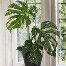 15 Seeds Monstera Thai Constellation house plant garden flowers 15 Seeds Monstera Thai Constellation house plant garden flowers
