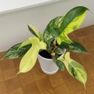 15 Seeds Philodendron Florida Beauty house plant garden flowers 15 Seeds Philodendron Florida Beauty house plant garden flowers