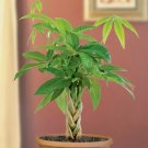 15 seeds Money Tree Plant house plant garden flowers