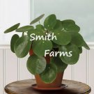 15 seeds Chinese Money Plant house plant garden flowers