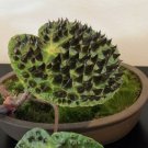 15 Seeds Begonia ferox house plant garden flowers
