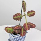 15 Seeds Hoya waymaniae house plant garden flowers