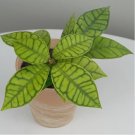 15 Seeds Hoya callistophylla house plant garden flowers