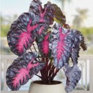 15 Seeds Elephant Ear Redemption house plant garden flowers