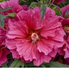 15 seeds Hardy Hibiscus Watermelon Ruffles house plant garden flowers