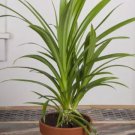 15 Seeds Pandan Grass house plant garden flowers