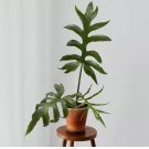 15 Seeds Alocasia brancifolia house plant garden flowers