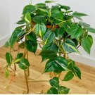 15 Seeds Philodendron Silver Stripe house plant garden flowers 15 Seeds Philodendron Silver Stripe house plant garden flowers