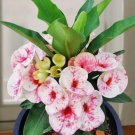 15 Seeds Crown of Thorns Crimson Splash house plant garden flowers