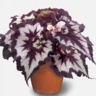 15 seeds Begonia China Curl house plant garden flowers 15 seeds Begonia China Curl house plant garden flowers