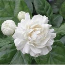 15 Seeds Jasmine Grand Duke house plant garden flowers