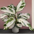 15 Seeds Calathea Stella house plant garden flowers