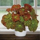 15 Seeds Begonia Amelias Flowers Easy to Grow Garden Tree