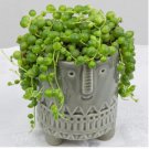 15 Seeds Bead Plant Flowers Easy to Grow Garden Tree 15 Seeds Bead Plant Flowers Easy to Grow Garden Tree